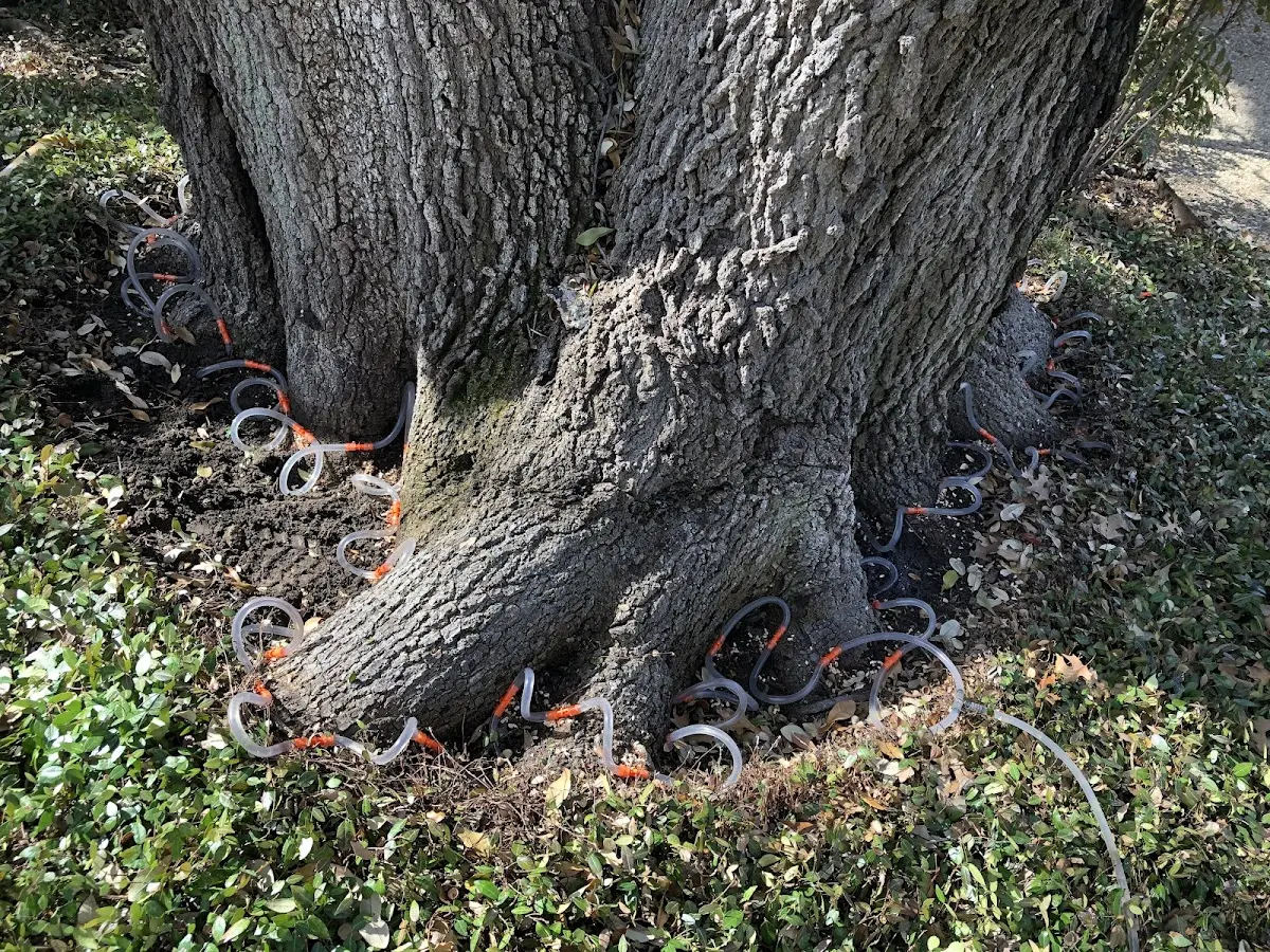 Detailed Tree Cabling and Bracing job site in Yazoo City