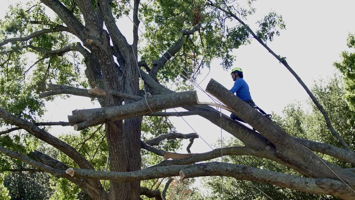Professional Crown Thinning performed by certified arborists in Yazoo City