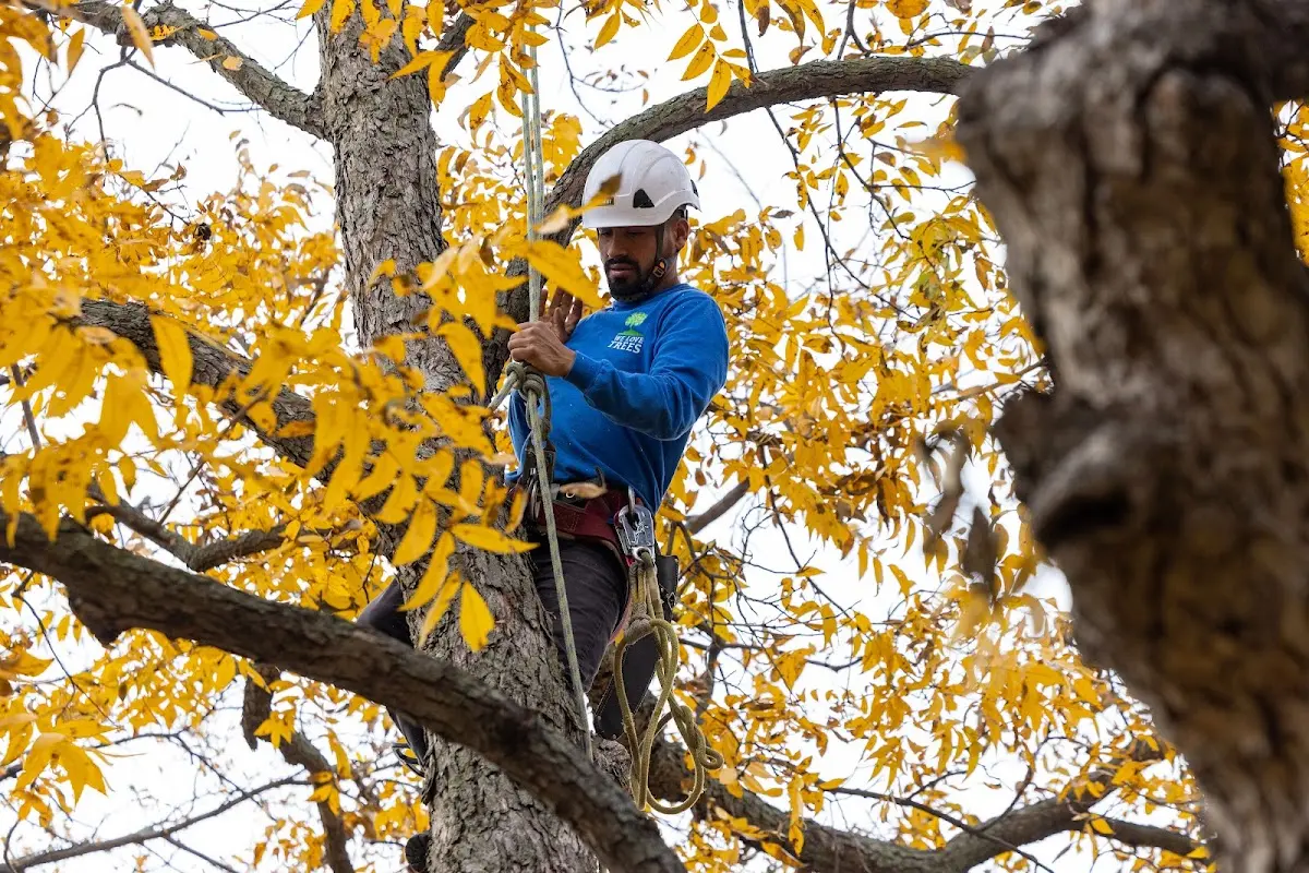 Skilled Tree Transplanting crew working in Yazoo City