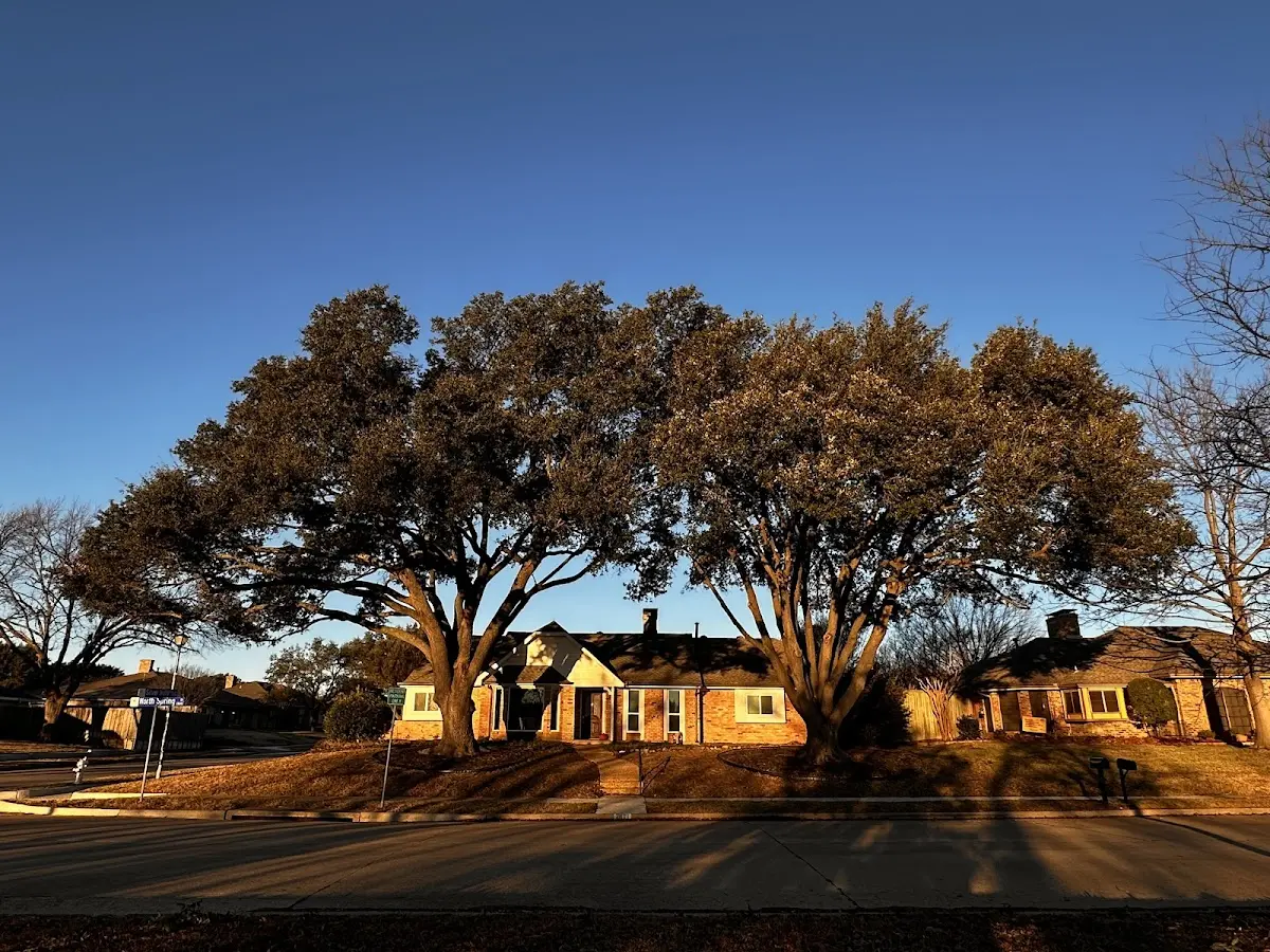 Established residential canopy tree shading a home in Yazoo City
